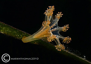 Stalked Jellyfish.
Connemara, Sept 2010.
60mm. by Mark Thomas 
